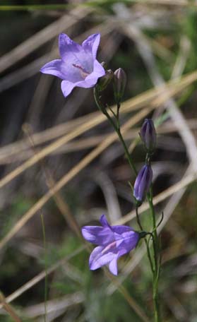 Blue Bell 