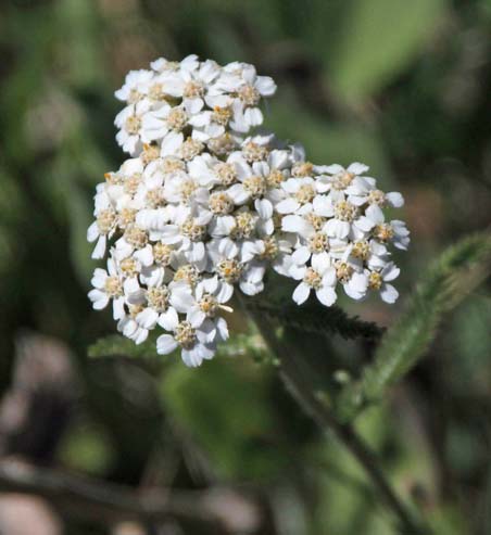 Yarrow