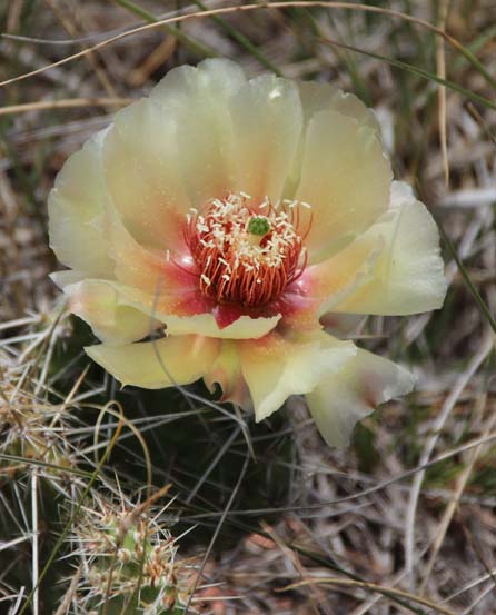 Plains Pricklypear