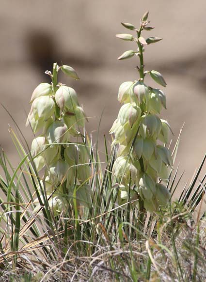 Blue Yucca