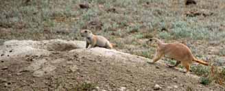 Black-tailed Prairie Dog