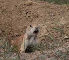 Black-tailed Prairie Dog