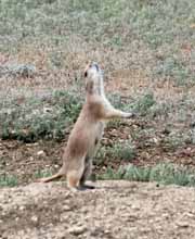 Black-tailed Prairie Dog