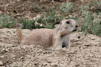 Black-tailed Prairie Dog