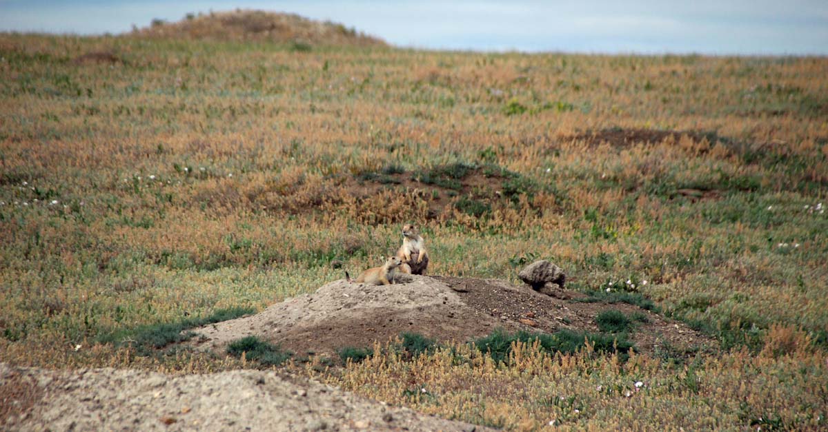 Prairie Dog