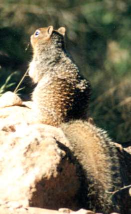 Abert Squirrel