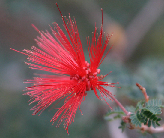 Calliandra californica