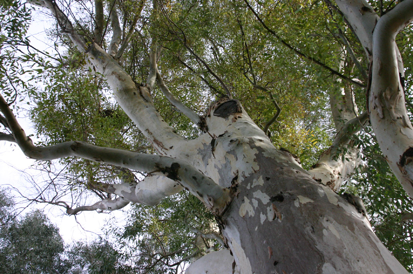 Eucalyptus camaldulensis