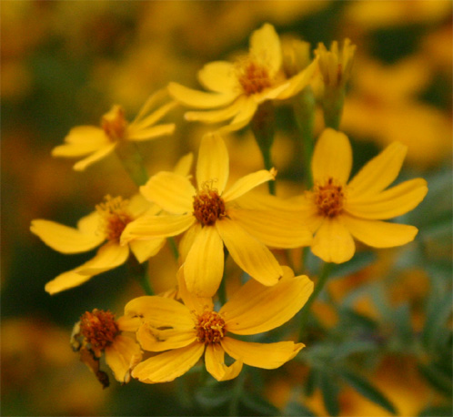 Tagetes palmeri