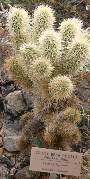 Opuntia bigelovii