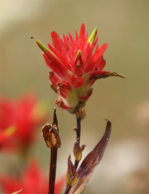 Indian Paintbrush