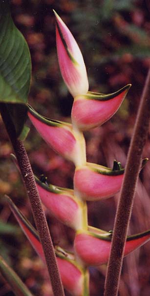 Heliconia orthorieha