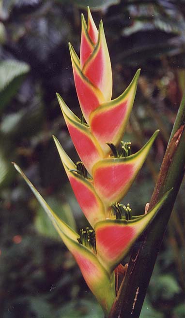 Heliconia wagneriana