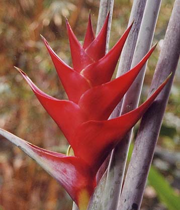 Heliconia sp.