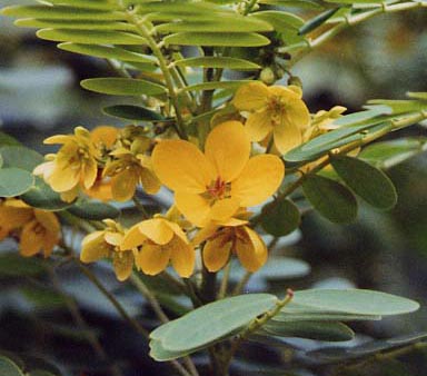 Cassia sp.