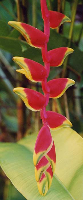 Heliconia rostrata