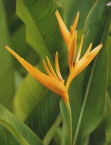 Heliconia psittacorum