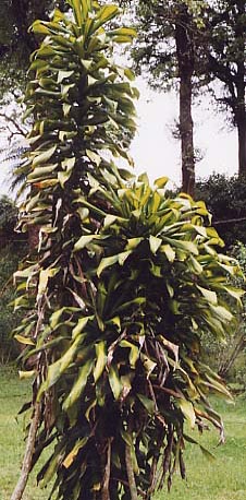 Pleomele fragrans