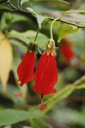 Sleeping Hibiscus