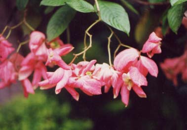 Mussaenda philippica