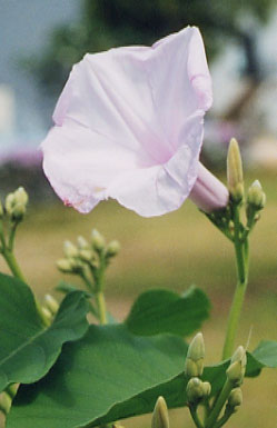 Datura