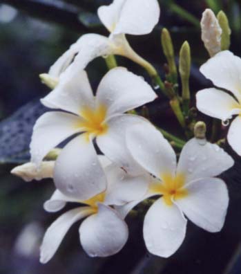 Plumeria obtusa