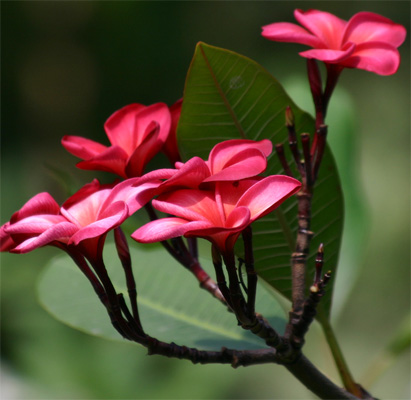 Plumeria rubra