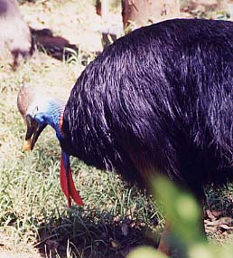 cassowary