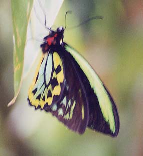 Australian Birdwing