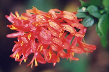 Aphelandra  sinclaiana