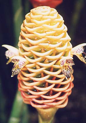 Beehive Ginger