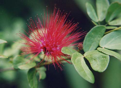 Calliandra emarginata