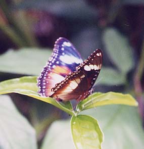 Australian Birdwing