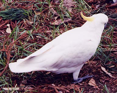 cockatoos