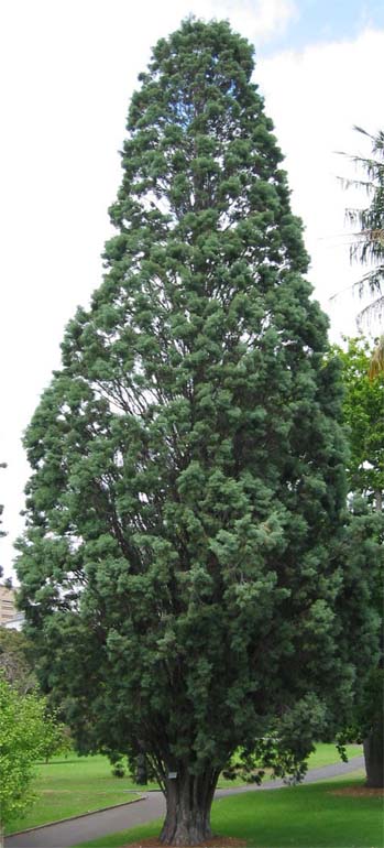 Araucaria@montana