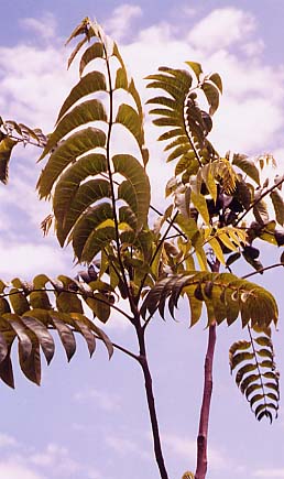 Dysoxylum mollissima