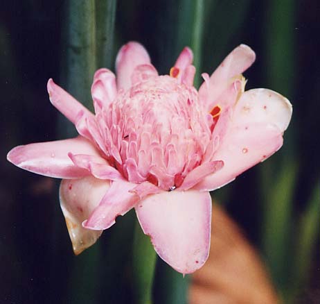 Torch Ginger