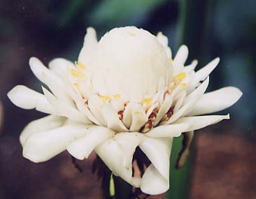 Torch Ginger