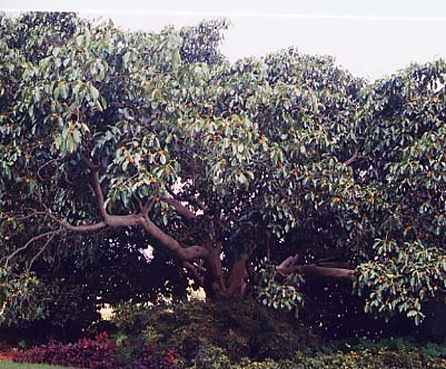 Ficus  altissima