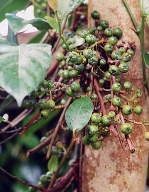 Ficus hispida 