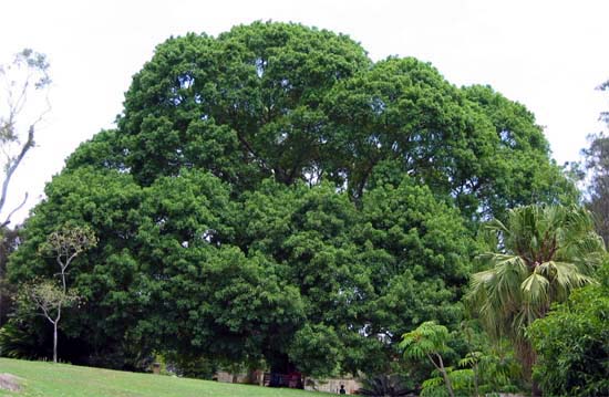 Ficus virens