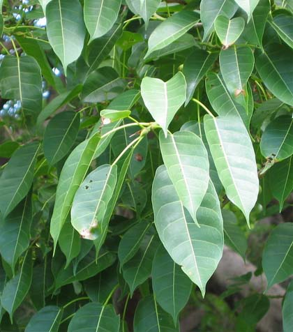 Ficus virens