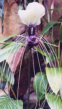 Tacca