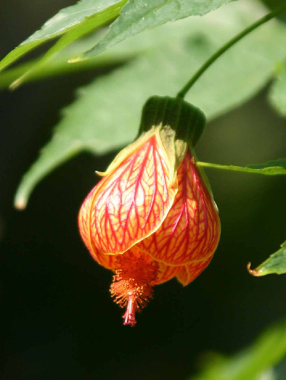 Abutilon striatum