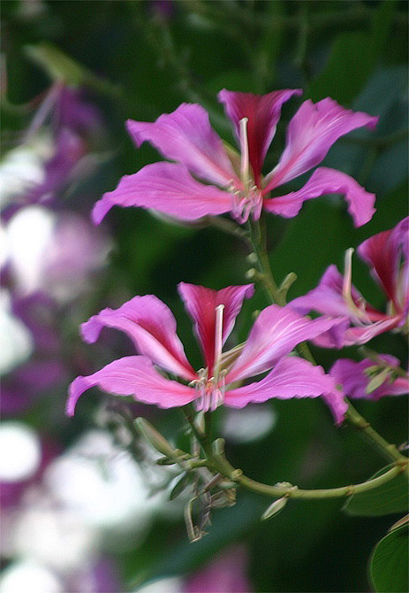 Bauhinia sp.