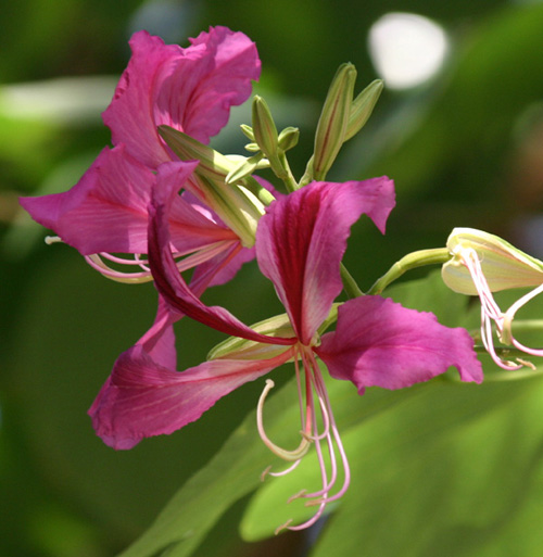 Bauhinia blakeana