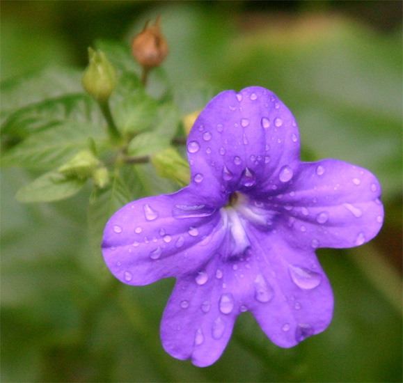 Browallia speciosa