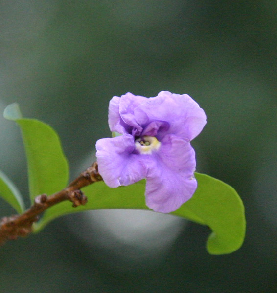 Brunfelsia calycina