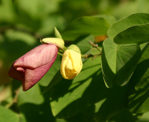 Bauhinia variegata