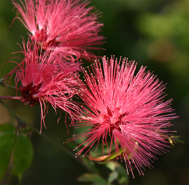 Calliandra emarginata